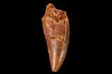 Serrated, Raptor Tooth - Real Dinosaur Tooth #162215-1